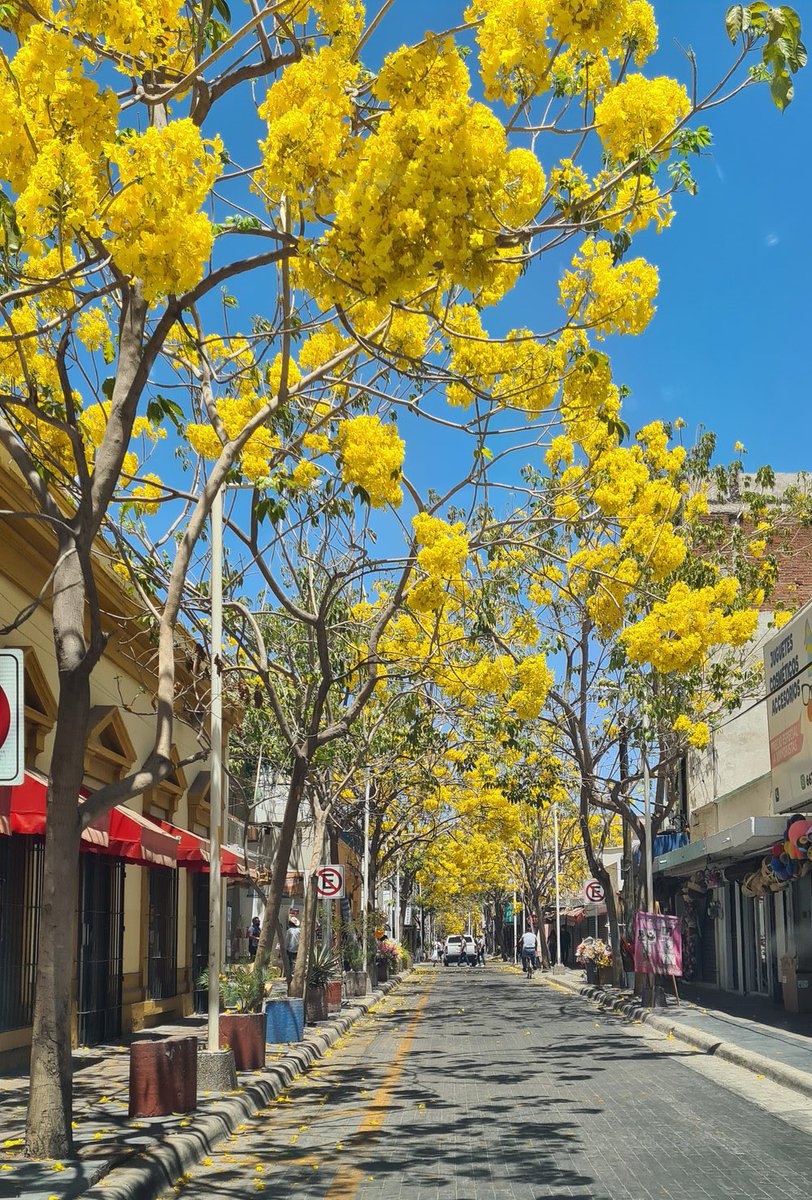 OscarLuisLopezB's tweet photo. ¡Muy buenos días!

Ya es temporada de Amapas en Culiacán. Es increíble el agradable color que le dan a la Ciudad. https://t.co/WutlBnlG72