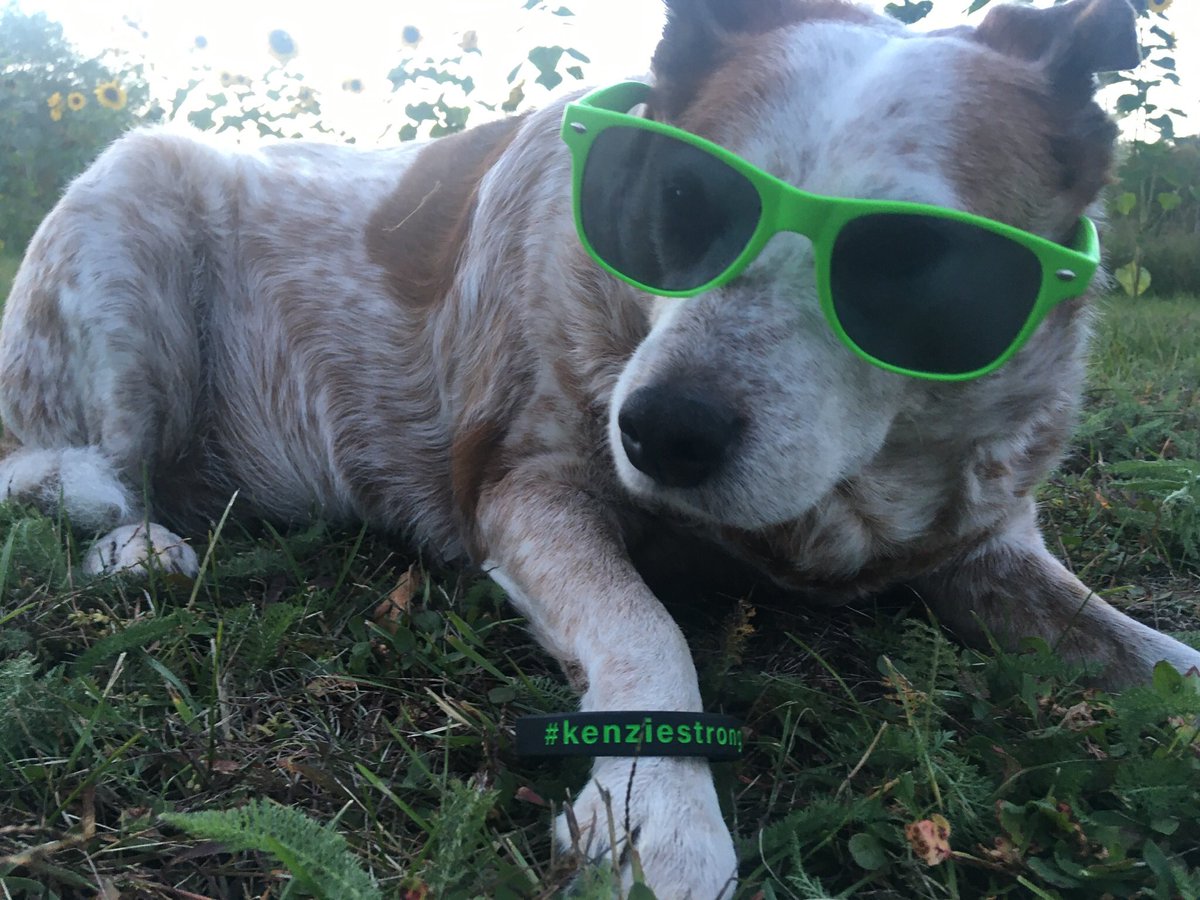 KathrynPertler's tweet image. My sweet senior citizen Sadie who loves to be my model repping my niece who is battling non hogdkins lymphomas gear. #kenziestrong