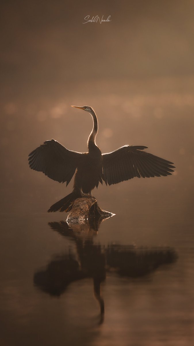 sahilnanda's tweet photo. @Lightroom Beautiful light a beautiful bird? https://t.co/RYnoiVsdTG