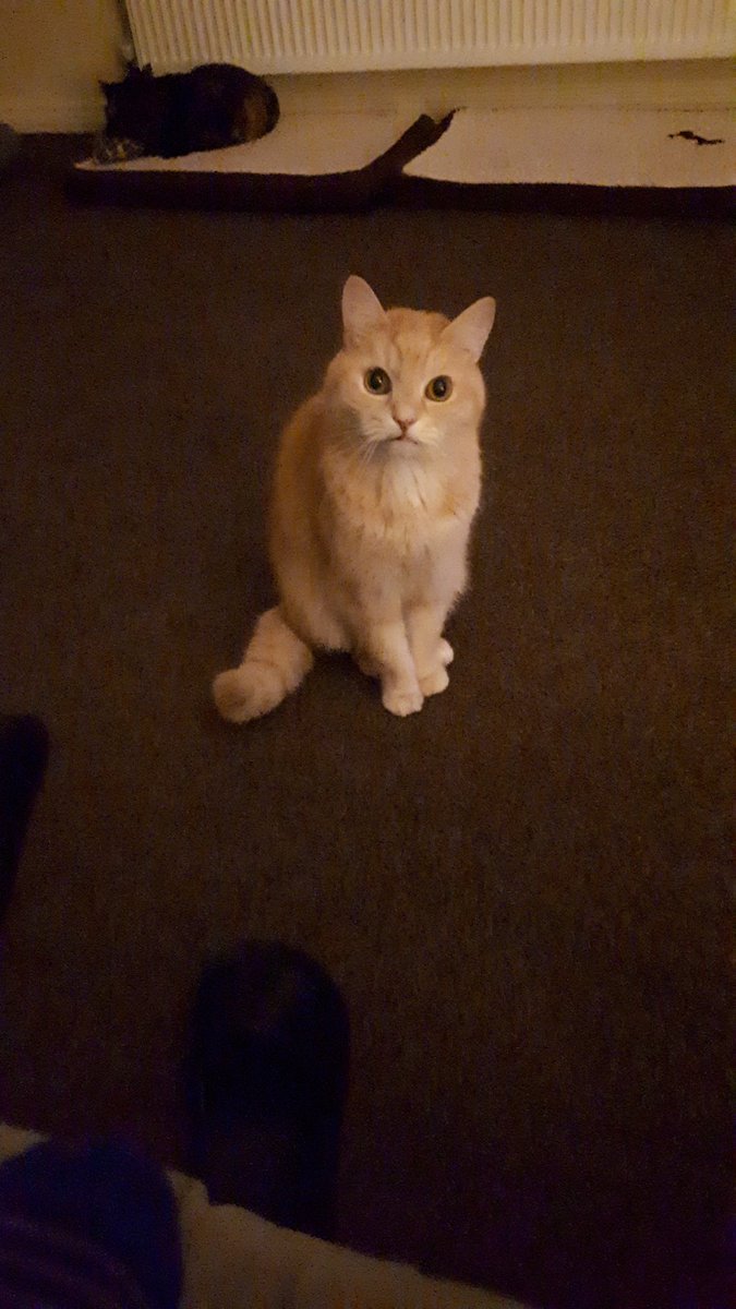 gorml's tweet photo. #VIPfurbabies My 14 year old little furbaby Bailey the strawberry blonde cat .🐱💚 https://t.co/lrJU8Ujg75