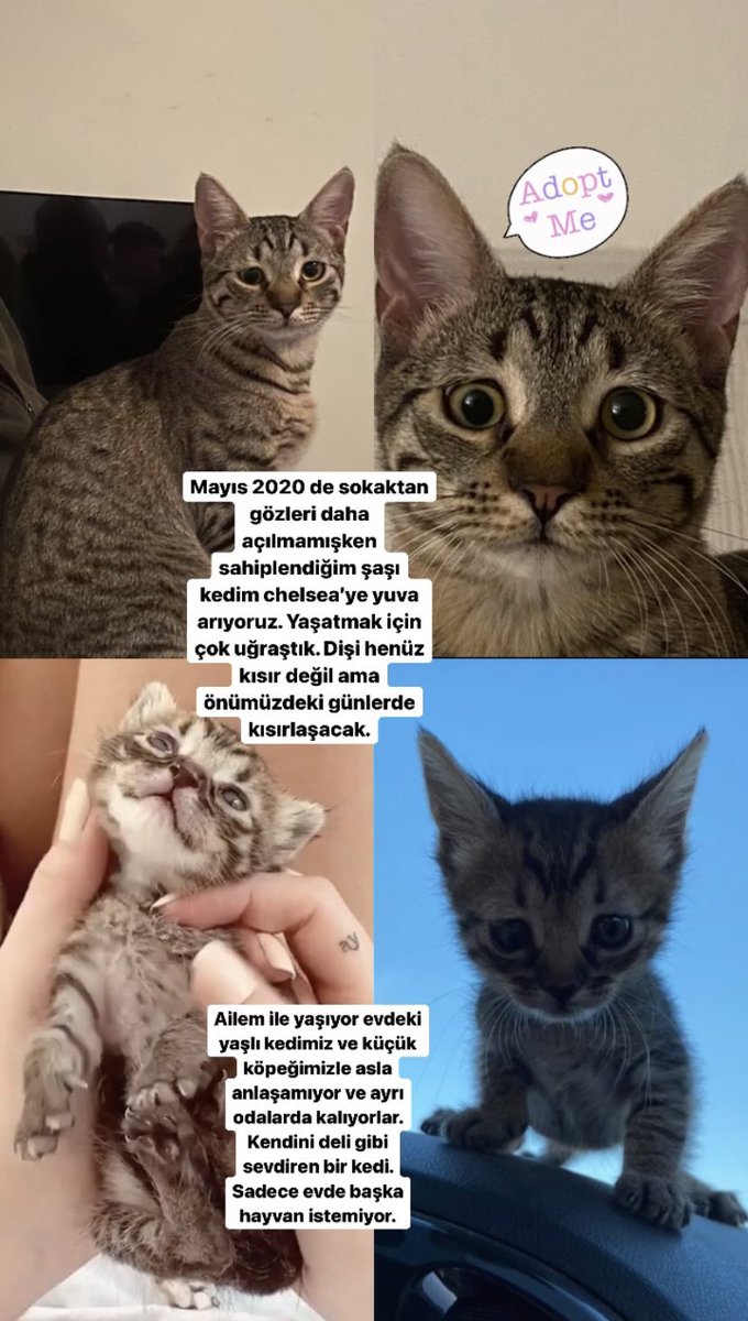 rozyfipwarrior's tweet photo. Yuva bulamazsa pazartesi günü sokağa gidicek malesef 😔😔 iletisim 05418571998 https://t.co/FjnEIam79D
