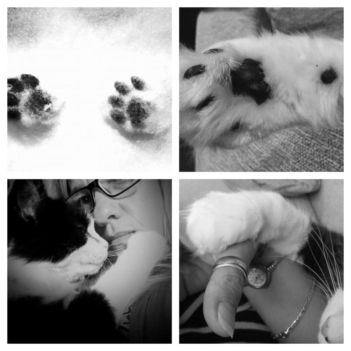 ElsieKay14's tweet photo. Today I am 16 years old 🎉🎉I don't have many twitter friends but lots of Happy Birthday wishes for this old, deaf, slow boy would make me purrrrrrrr #ACatsLife #CatsOnTwitter #cats #CatsOfTwitter #mittens #deafcat #sweet16 😺😺🐾 https://t.co/vmyrGgVCyJ