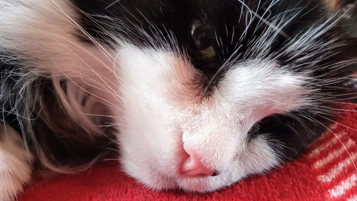 ElsieKay14's tweet photo. Today I am 16 years old 🎉🎉I don't have many twitter friends but lots of Happy Birthday wishes for this old, deaf, slow boy would make me purrrrrrrr #ACatsLife #CatsOnTwitter #cats #CatsOfTwitter #mittens #deafcat #sweet16 😺😺🐾 https://t.co/vmyrGgVCyJ