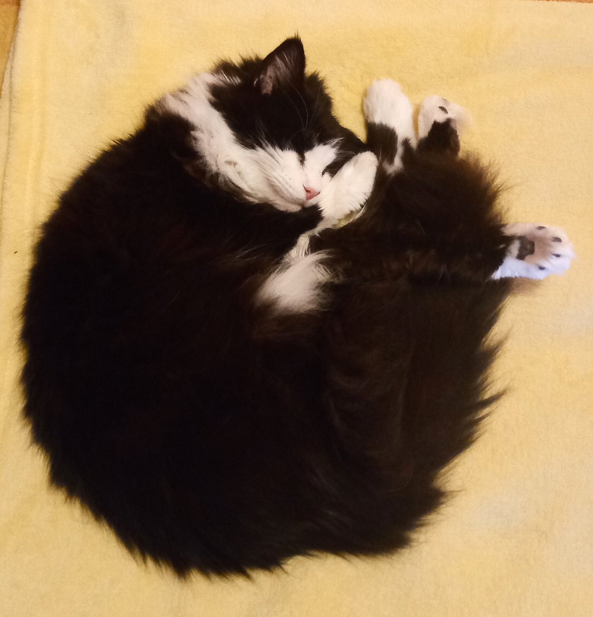 ElsieKay14's tweet photo. Today I am 16 years old 🎉🎉I don't have many twitter friends but lots of Happy Birthday wishes for this old, deaf, slow boy would make me purrrrrrrr #ACatsLife #CatsOnTwitter #cats #CatsOfTwitter #mittens #deafcat #sweet16 😺😺🐾 https://t.co/vmyrGgVCyJ