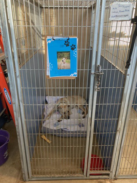 terteach's tweet photo. Our 1st graders created digital posters in @canva for the Parkville Animal Shelter@FOPAS to help some pups get adopted! @ParkHillSchools #molibraries @MOlibraries https://t.co/eHcaUQVHT9