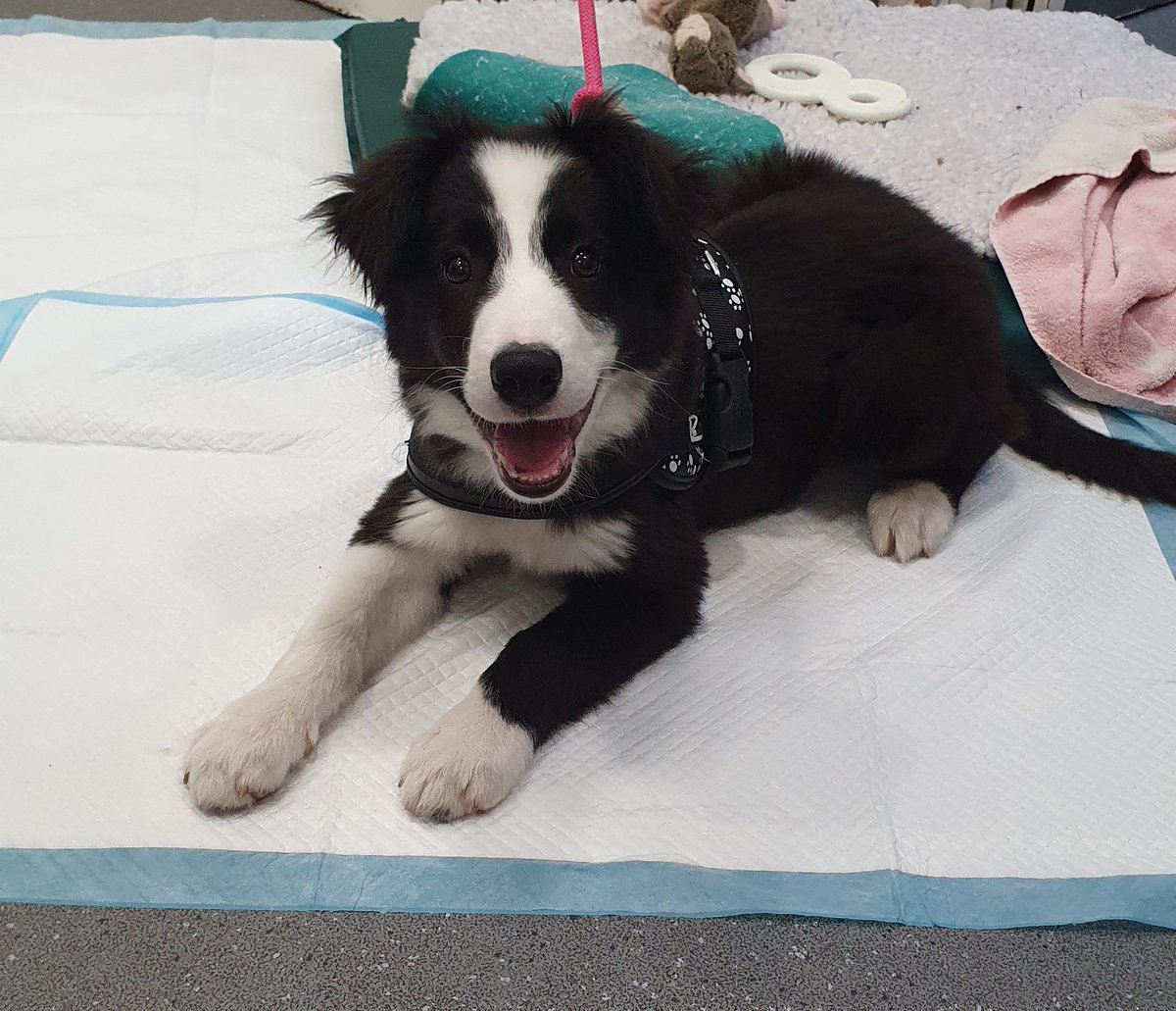 This lovely Border Collie puppy was found in the vicinity of NW3 and brought to our Village Vet Hampstead Hospital. He doesn't have any microchip or other identifiable information.

For more information, please call our 24-hour hotline 020 7794 4948