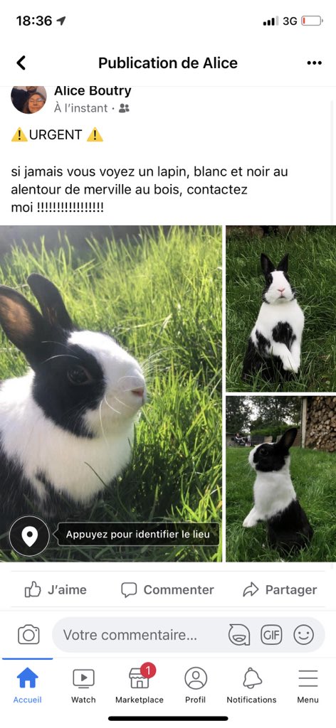 svp…. Rendez moi mon pinou