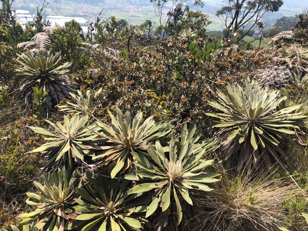 AlcaldiaDTabio's tweet photo. Estos parientes de @soyelfrailejon, están en #Tabio, #Cundinamarca... ¡Nuestros cerros occidentales albergan vida! Allí nace el agua que surte nuestros acueductos, por eso entre todos debemos protegerlos! #frailejonernestoperez @inst_humboldt @CesareldeTabio @tabioes https://t.co/d2YpuixH2Z