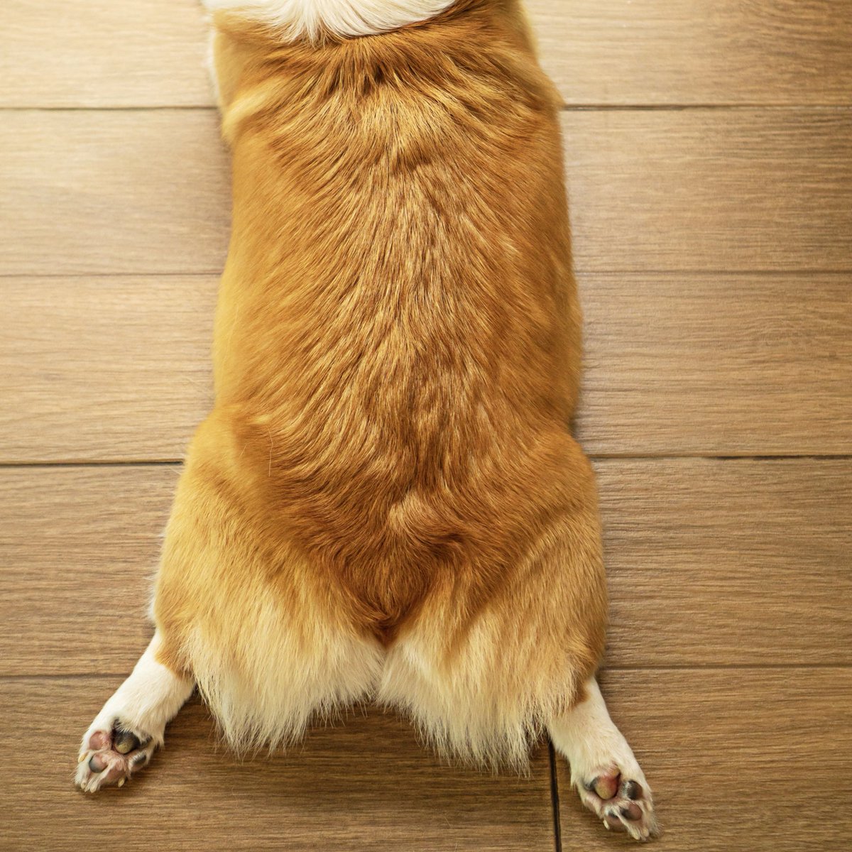 ElwoodDogMeat's tweet photo. We made it! #FridayLegDay! ❤️🍗 https://t.co/P7uk4fPYpa