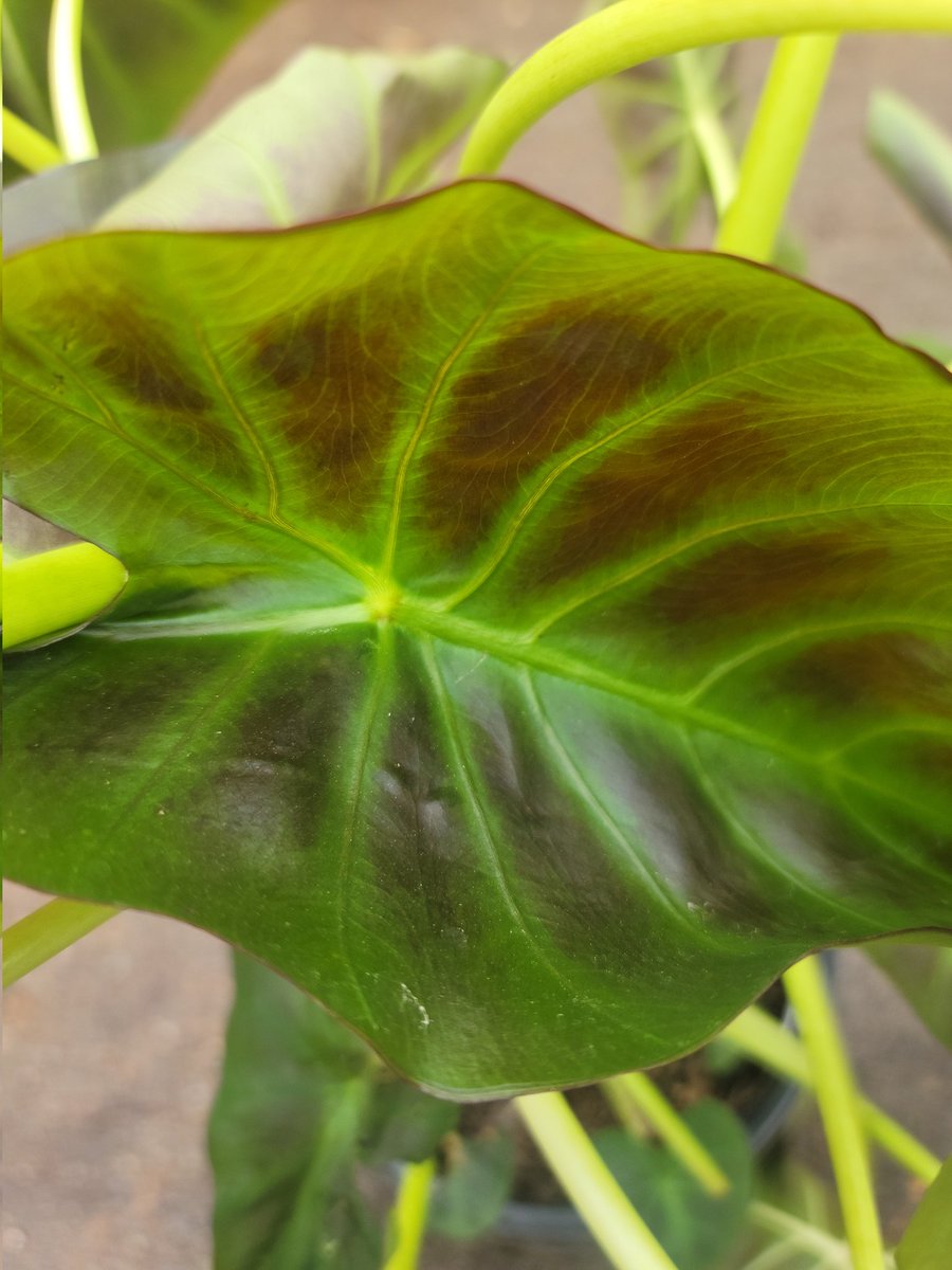 ConcreteChefs's tweet photo. NEW! #etsy shop: #RARE #Royal #Hawaiian #Aloha #Live #Plant 3-4 Ft. Tall. #FREE SHIPPING! #concretechefsgarden #concrete #chef #garden #etsyseller #shopsmall #rareplants #tropicalplants #houseplant #liveplant #green #popularplants #foliage #elephantear https://t.co/G1stopmSnX https://t.co/31p6VzWVAS
