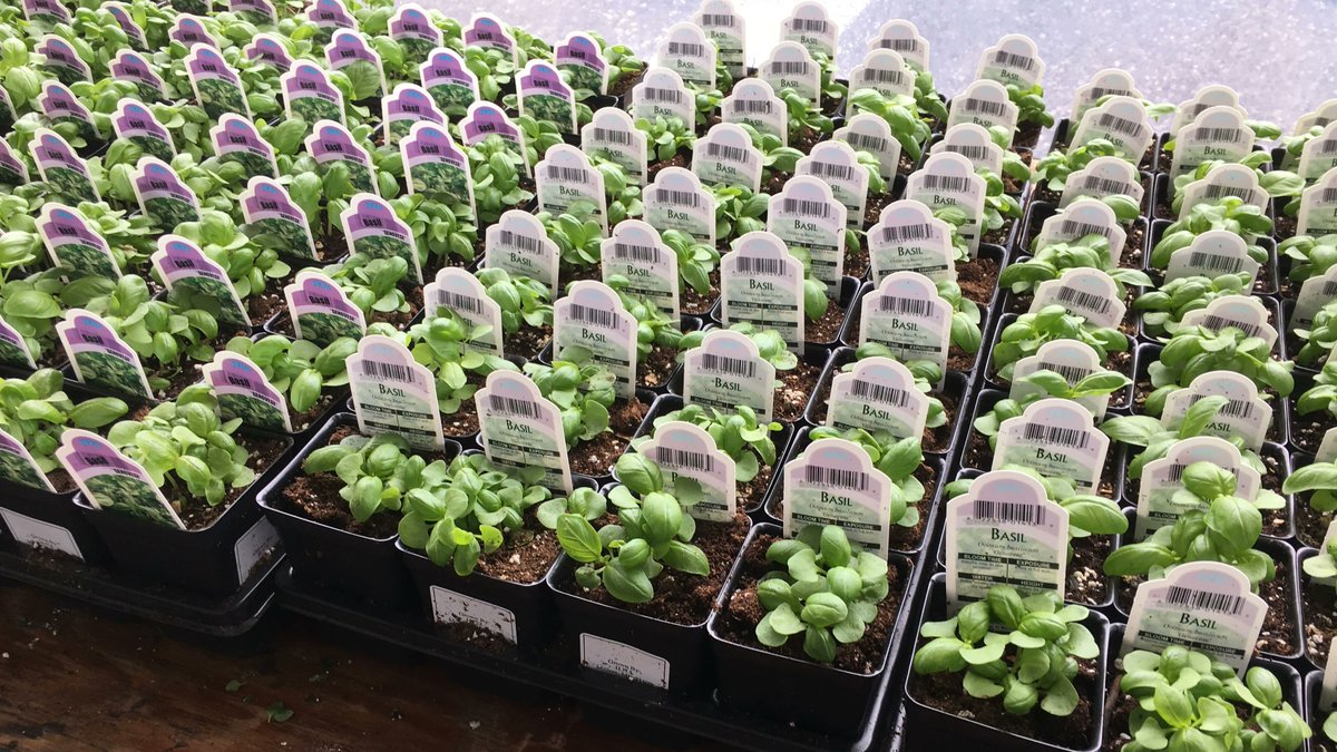 Pegplant's tweet photo. It feels like spring now but there is still a chance of frost. Learn your average last frost date in your area so you don't accidently freeze your tomatoes and basil! https://t.co/lAfDucJpdX #frost #averagelastfrost #frostdates #gardening #gardens #DMV #spring #plants https://t.co/Ft4nLFVIr3