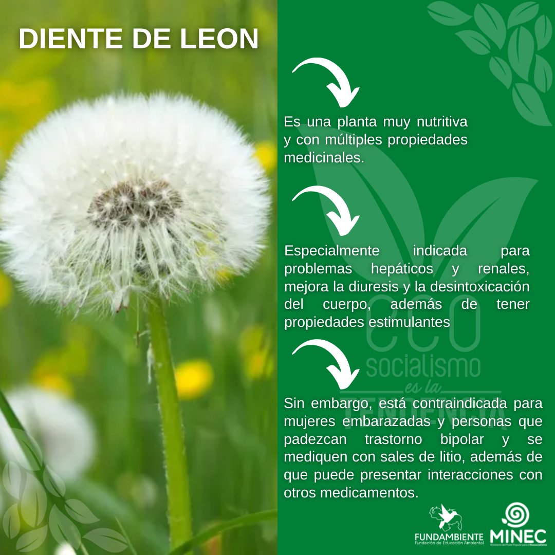 FundambienteC's tweet photo. #EcotipsMedicinal ¿Conocías todos estos beneficios del #DientedeLeón ? #11Mar #DiálogoEsReconciliación https://t.co/YOCnvGMSLj