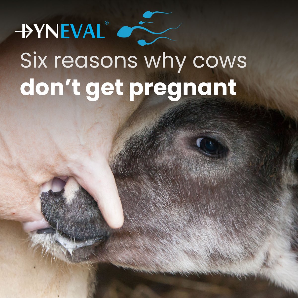 dyneval's tweet photo. By proactively working on the examples suggested in our blog  👉 https://t.co/JIA987gnbC, farmers can help ensure that fertility is not a limiting factor to the herd's success.

#CowFertility #DairyFarming #Agriculture #CowReproduction #BreedingSeason https://t.co/mIP9TIQK0z