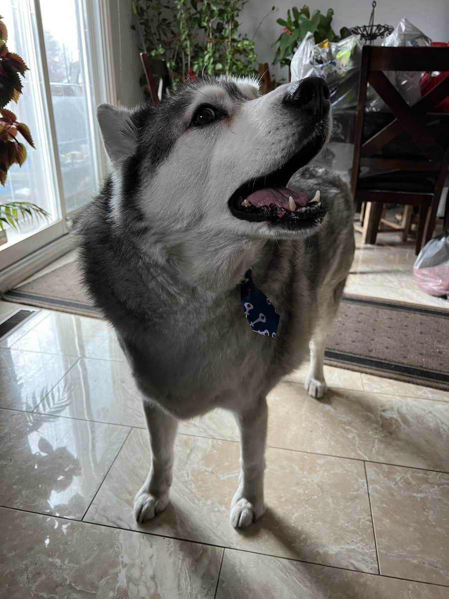 Tiberious_Sheru's tweet photo. Is anyone hiring 😂?

#husky #siberianhusky #toronto #pet #pets #dog #dogs https://t.co/6hvyjJqmaP