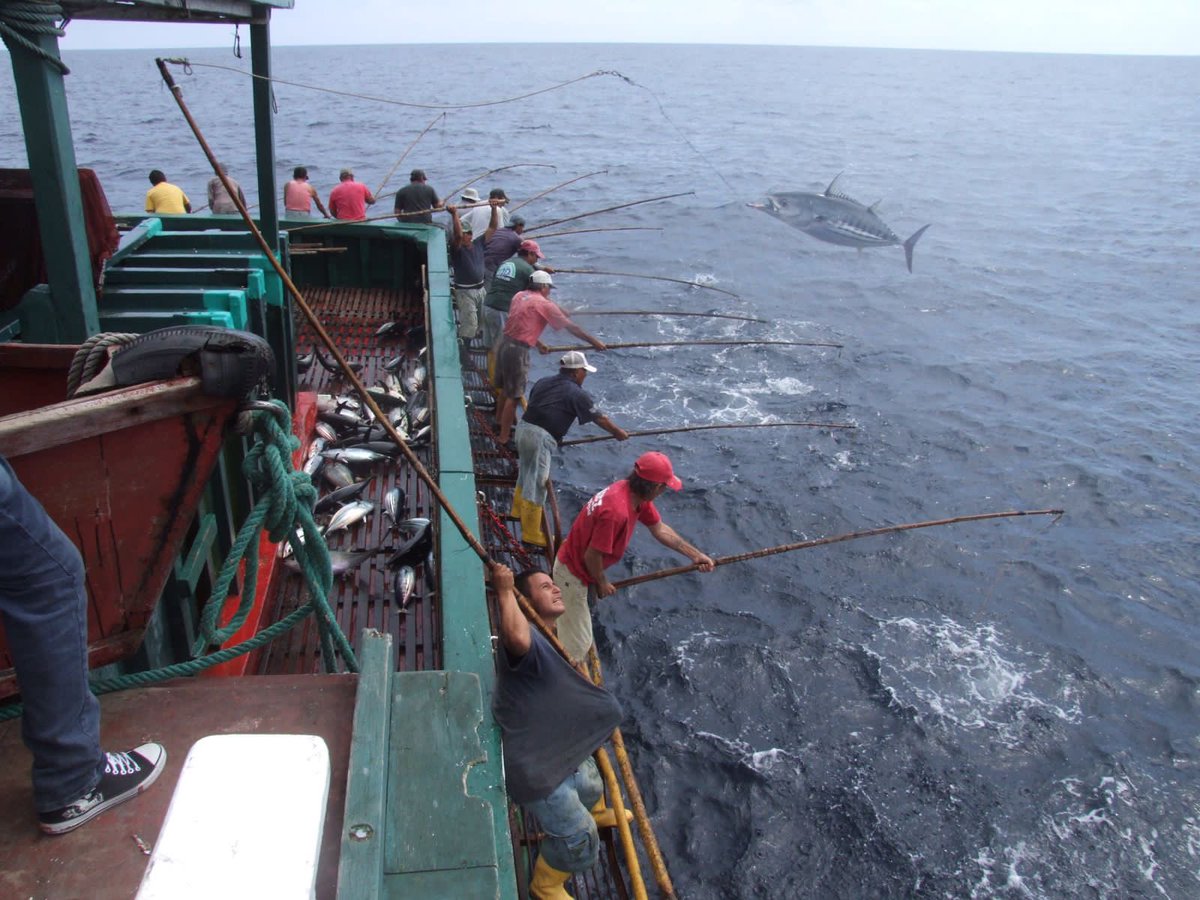 El proyecto se enfocó en el impulso de 5 pesquerías: camarón pomada, cangrejo rojo, concha prieta, dorado y atún con caña. Sus componentes fueron:
✅ Gobernanza costera participativa 
✅ Planificación espacial marino costera
✅ Gestión del conocimiento
