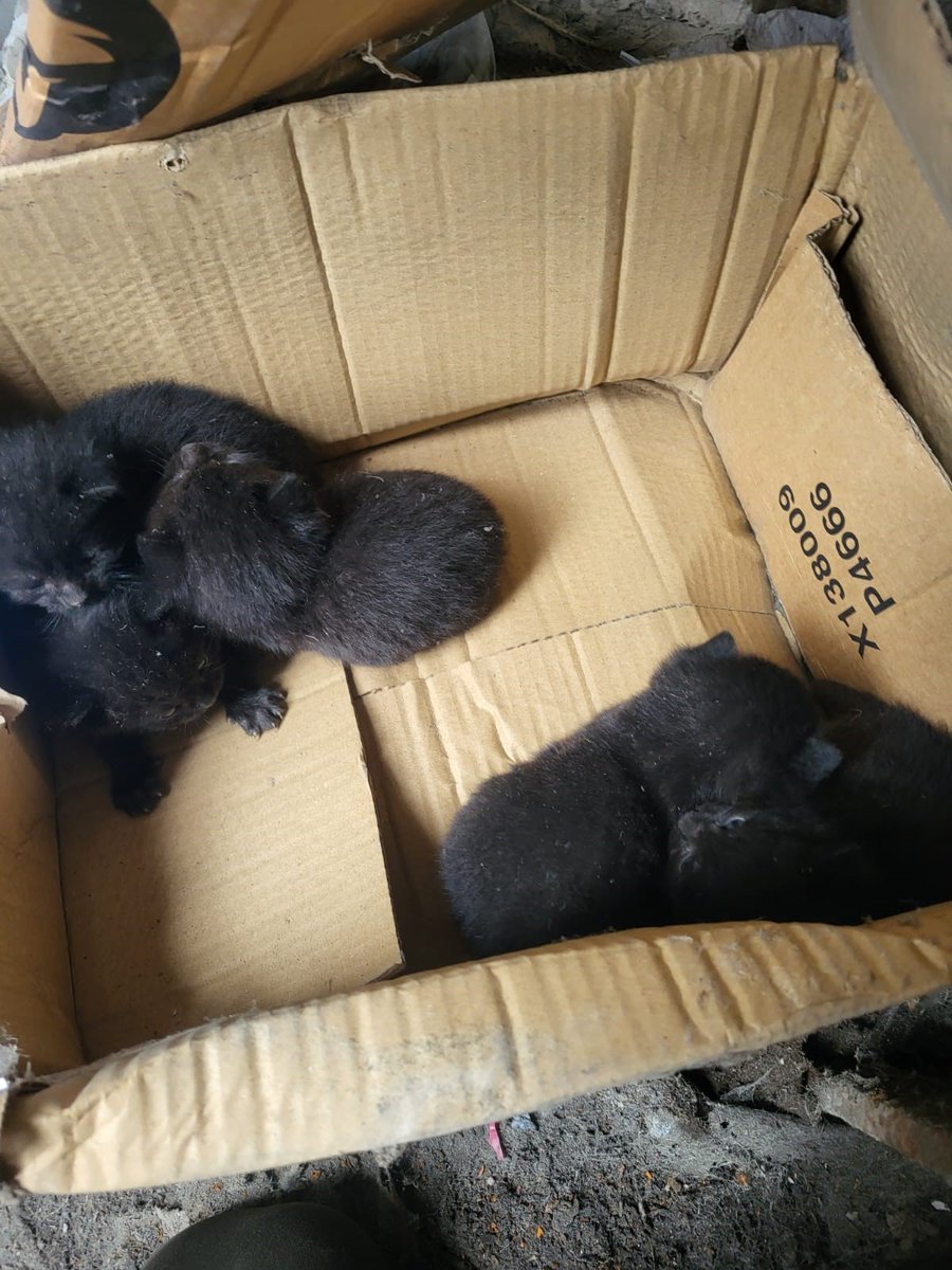 WheeldonGroup's tweet photo. A wild cat had 5 kittens recently at our Bury Transfer Station. The cat sanctuary came for them and their mum. So cute. Well done Sam Hall. #kittens #blackcat #happyending https://t.co/Kl0kwLICJr