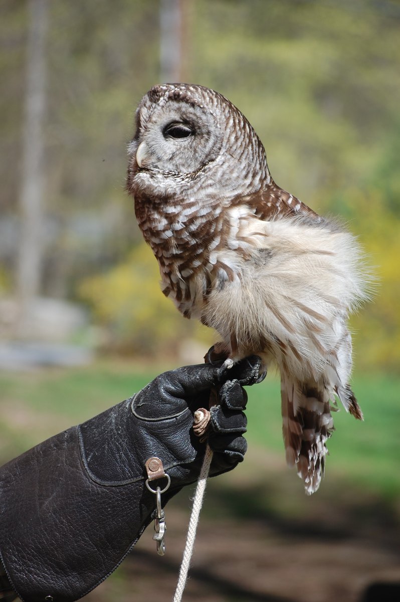 Discover the connections between predators, prey, and the rest of the natural world at our Catch Me If You Can camp for K-2nd graders, July 11-15! Register today and check out our other camp offerings to get outside and connect with nature this summer at bit.ly/YoungNaturalis….