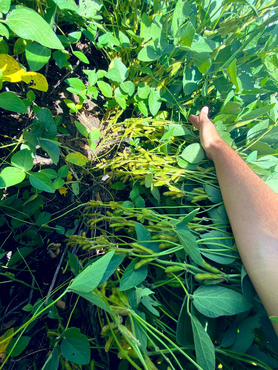 Se armó una “plantita” en el semillero de STINE 45EB52 STS. Firme candidata para ser la favorita entre los ciclos cortos  <a href="/adp_uruguay/">ADP</a> <a href="/stinesemillas/">stinesemillas</a>