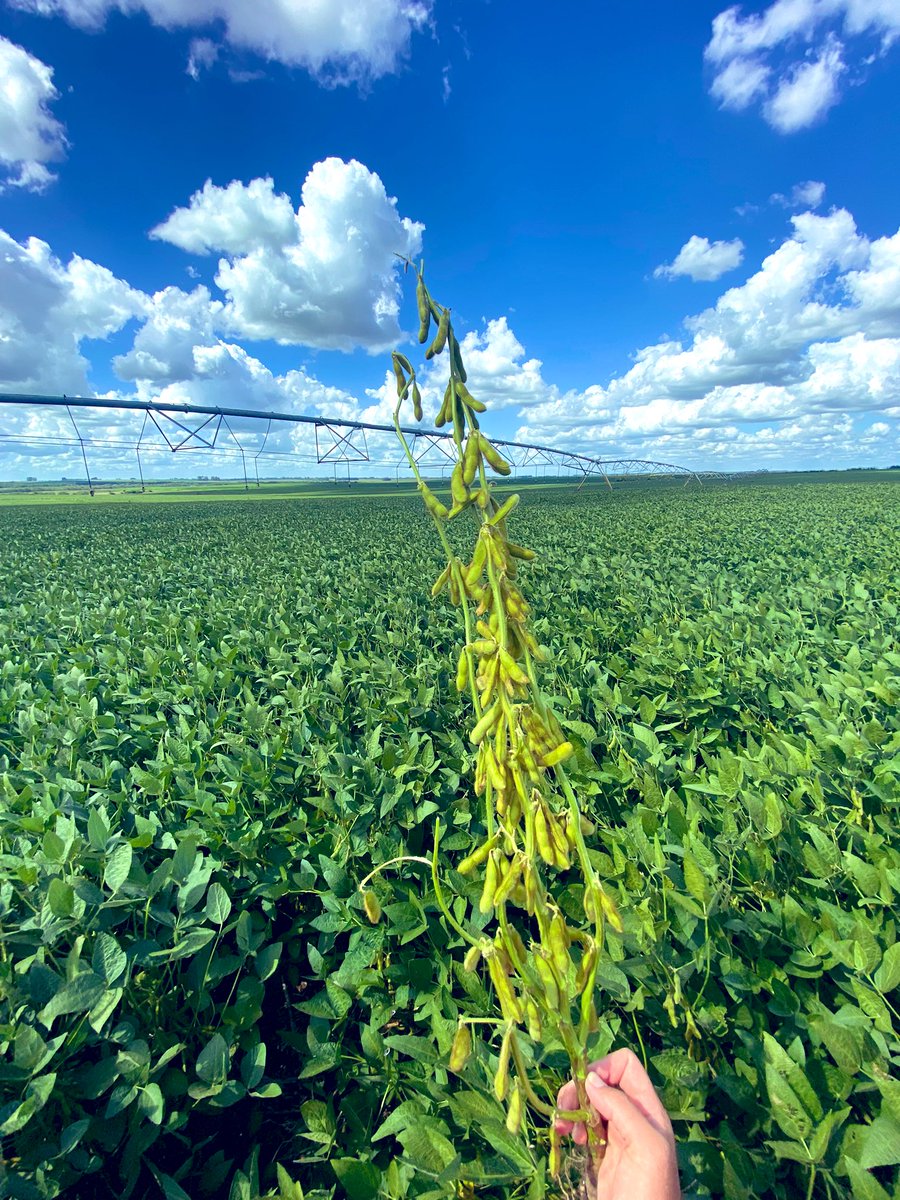 EstebanGuigou's tweet photo. Se armó una “plantita” en el semillero de STINE 45EB52 STS. Firme candidata para ser la favorita entre los ciclos cortos  @adp_uruguay @stinesemillas https://t.co/Dw1p28n5G3