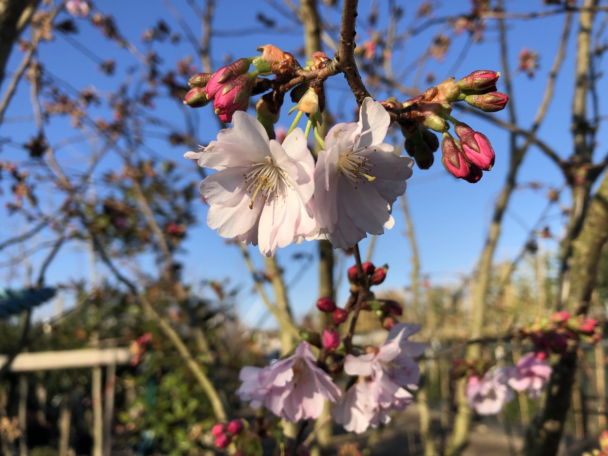 biggreenplant's tweet photo. Spring time at The Big Green Plant Centre is the best time of year! All the plants are already growing in the lovely sun ☀️🌸 #spring #blossomtree #flowers #plants #inthegarden #thebiggreenplantcentre https://t.co/RSNwjOQbtv