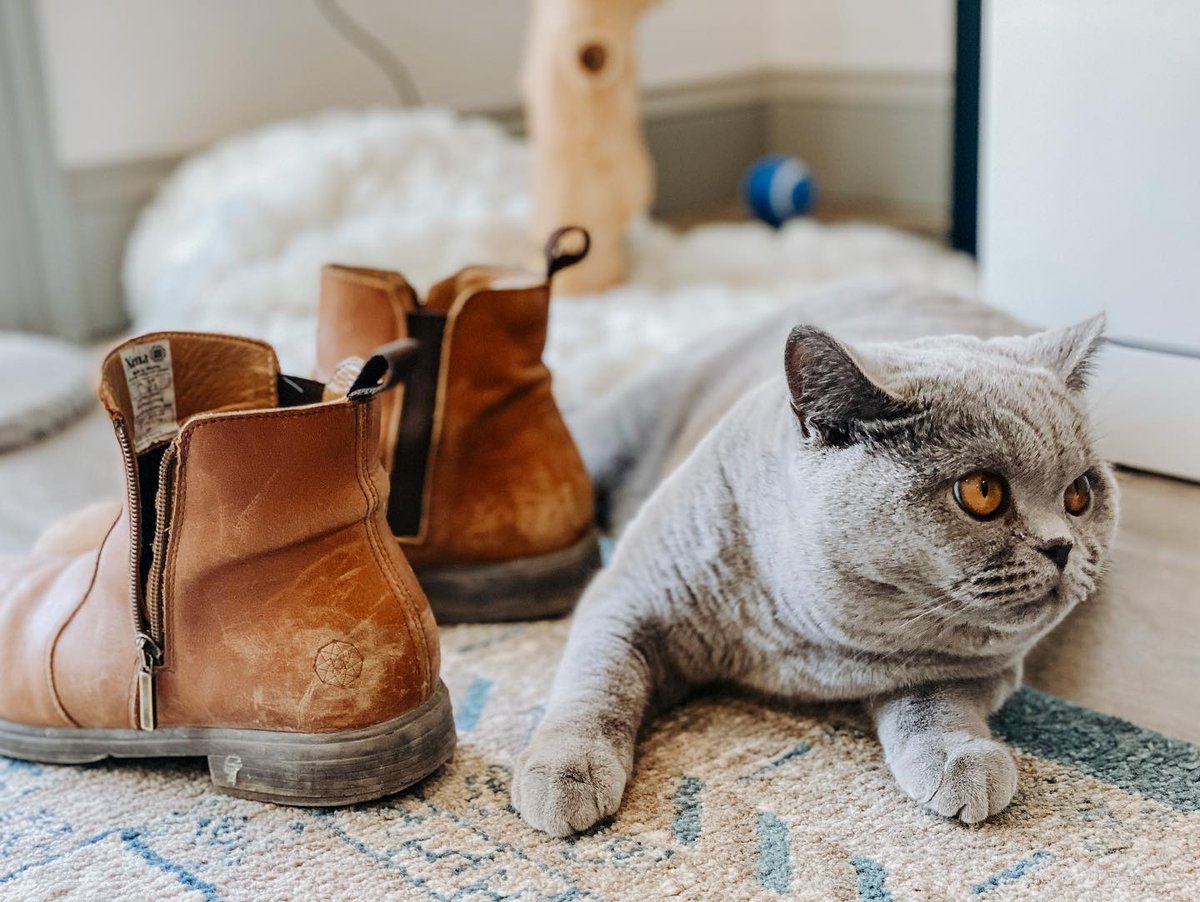 You'll be the coolest cat in town in our stylish steel toe boots! 🐱

📷 @meikoothecat