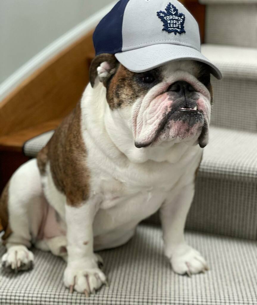 libbyroach1's tweet photo. All the affection for this beasty boy 🐶 Happy 5th birthday Tucker! 🙏🏻❤️🎂
You smell, shed like hell and sometimes need your butt wiped but I wouldn’t change a thing! 💩
Thankful for every day with you Taco Humpy!
#tuckerroach #happybirthday #bulld… https://t.co/f8A0yB5vpB https://t.co/U74R2OMfD8