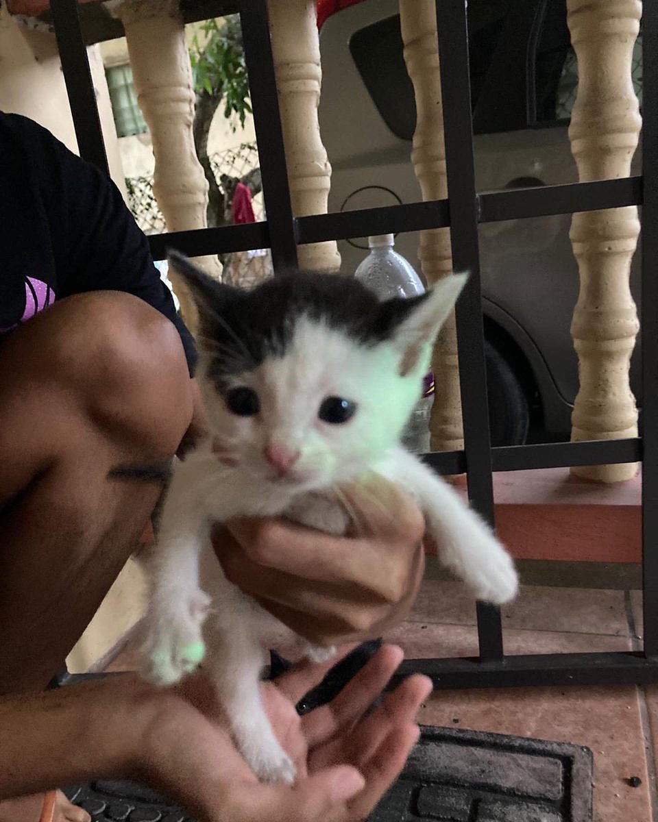adoptmovement's tweet photo. 🇹🇹🇹🇹 These kittens are looking for their forever homes! Who wants some of this cuteness? 🥺😻 If you’re willing and able to adopt, please contact @TV_didit
#adoptdontshop #adopt #adopttrinidadandtobago🇹🇹 #aCat #aKitten #aBestFriend #aDopt https://t.co/WqBqzZCsRA
