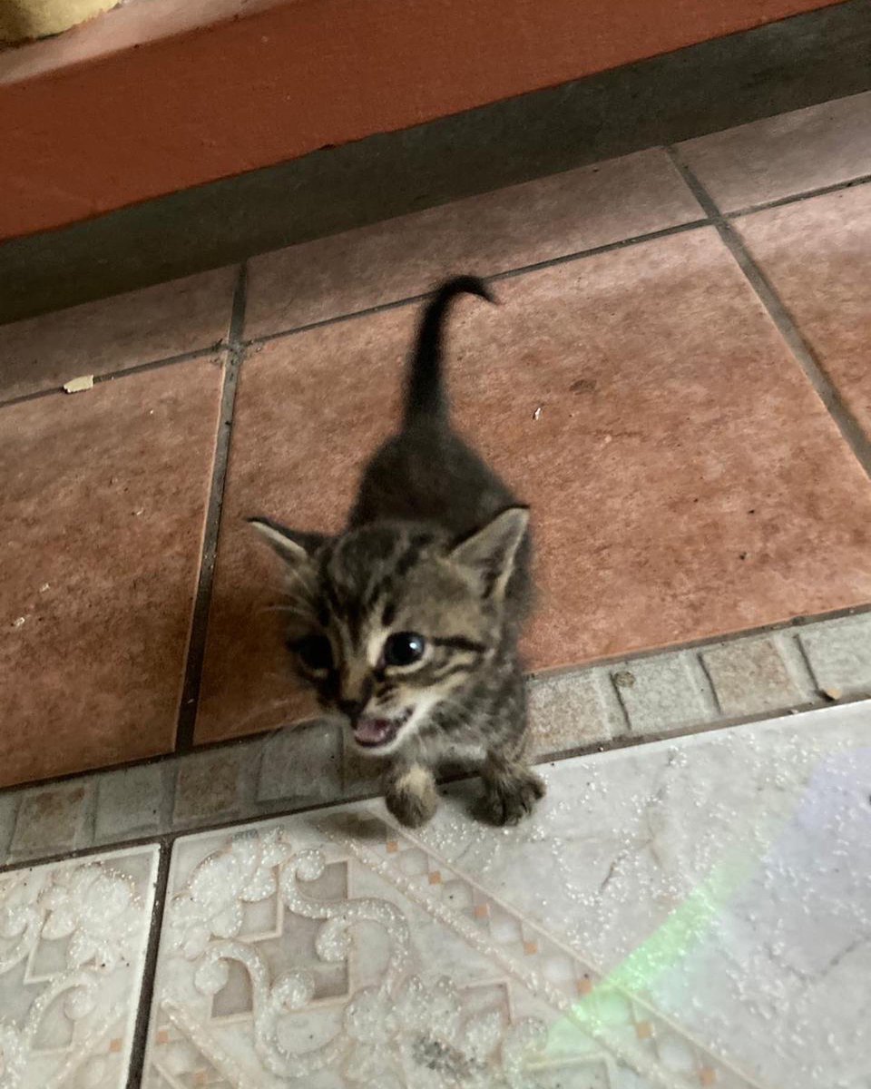 adoptmovement's tweet photo. 🇹🇹🇹🇹 These kittens are looking for their forever homes! Who wants some of this cuteness? 🥺😻 If you’re willing and able to adopt, please contact @TV_didit
#adoptdontshop #adopt #adopttrinidadandtobago🇹🇹 #aCat #aKitten #aBestFriend #aDopt https://t.co/WqBqzZCsRA