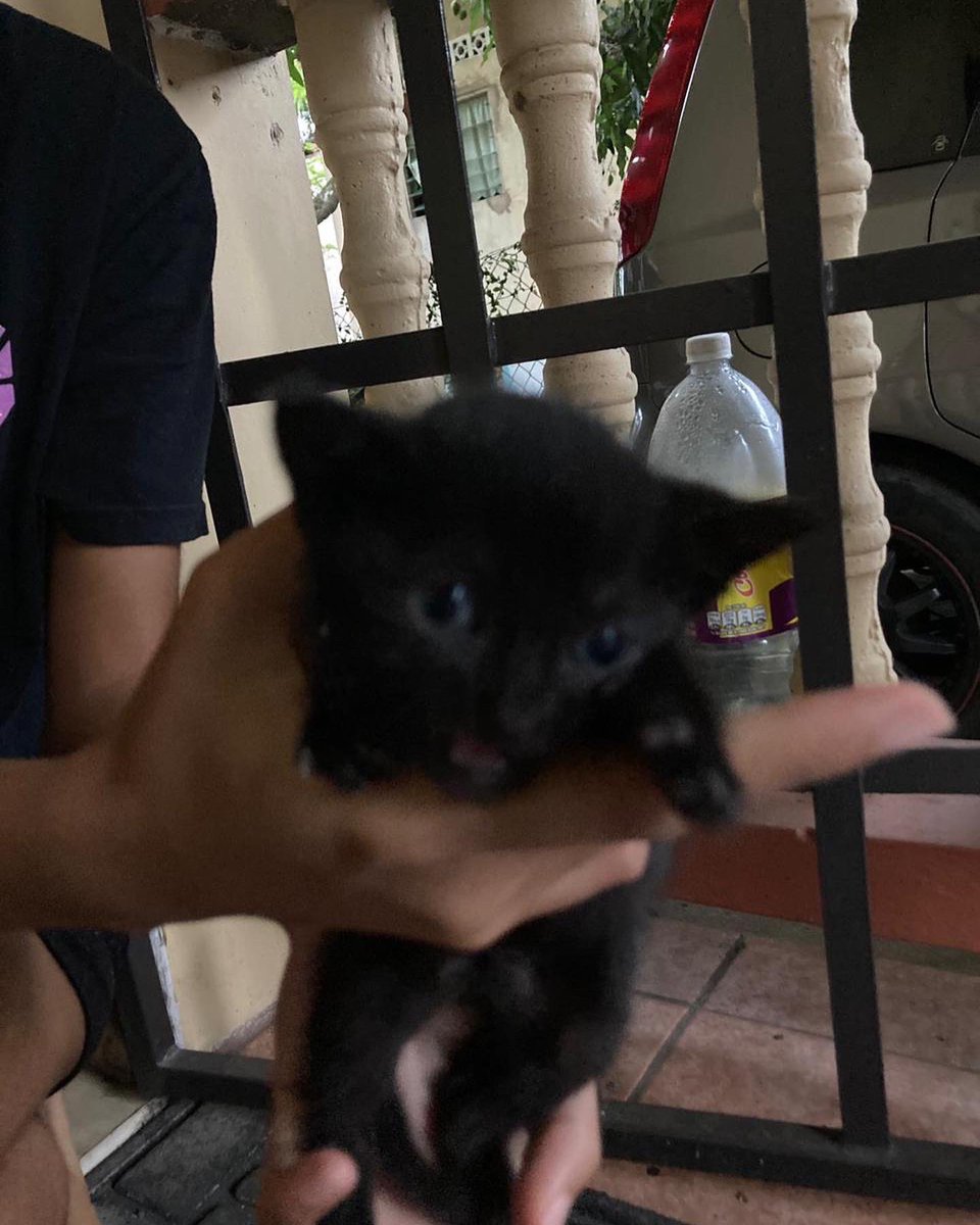 adoptmovement's tweet photo. 🇹🇹🇹🇹 These kittens are looking for their forever homes! Who wants some of this cuteness? 🥺😻 If you’re willing and able to adopt, please contact @TV_didit
#adoptdontshop #adopt #adopttrinidadandtobago🇹🇹 #aCat #aKitten #aBestFriend #aDopt https://t.co/WqBqzZCsRA