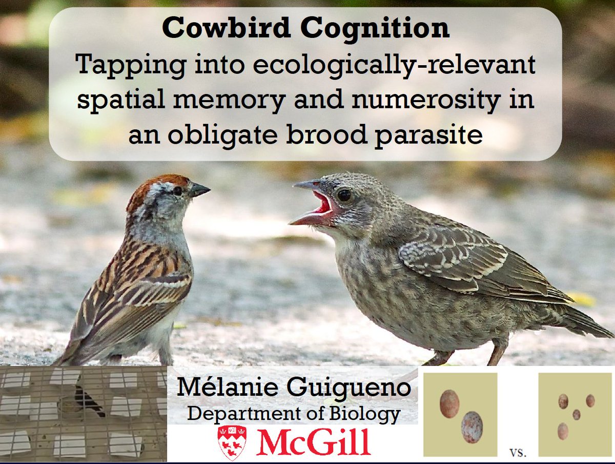 KLIVVWien's tweet photo. Great talk this week about cowbird cognition at our seminar series from
@MelanieGuigueno
@VetmeduniVienna https://t.co/687ygCgI2d