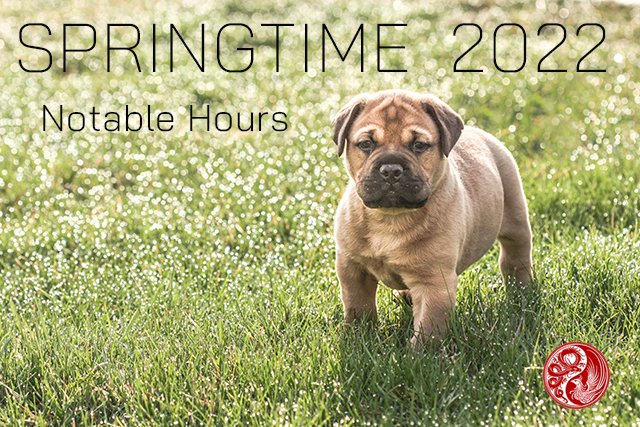 Phoenix Rising Integrative Vet Care tweet media