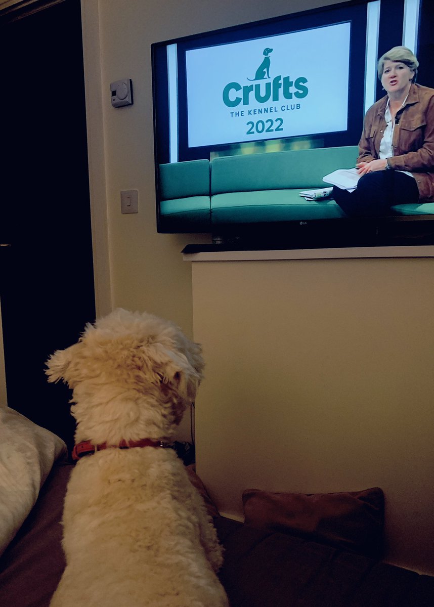 LouJMitchell's tweet photo. @clarebalding @Channel4 Riley enjoying #Crufts last night!! https://t.co/QYO7cQ3DlD