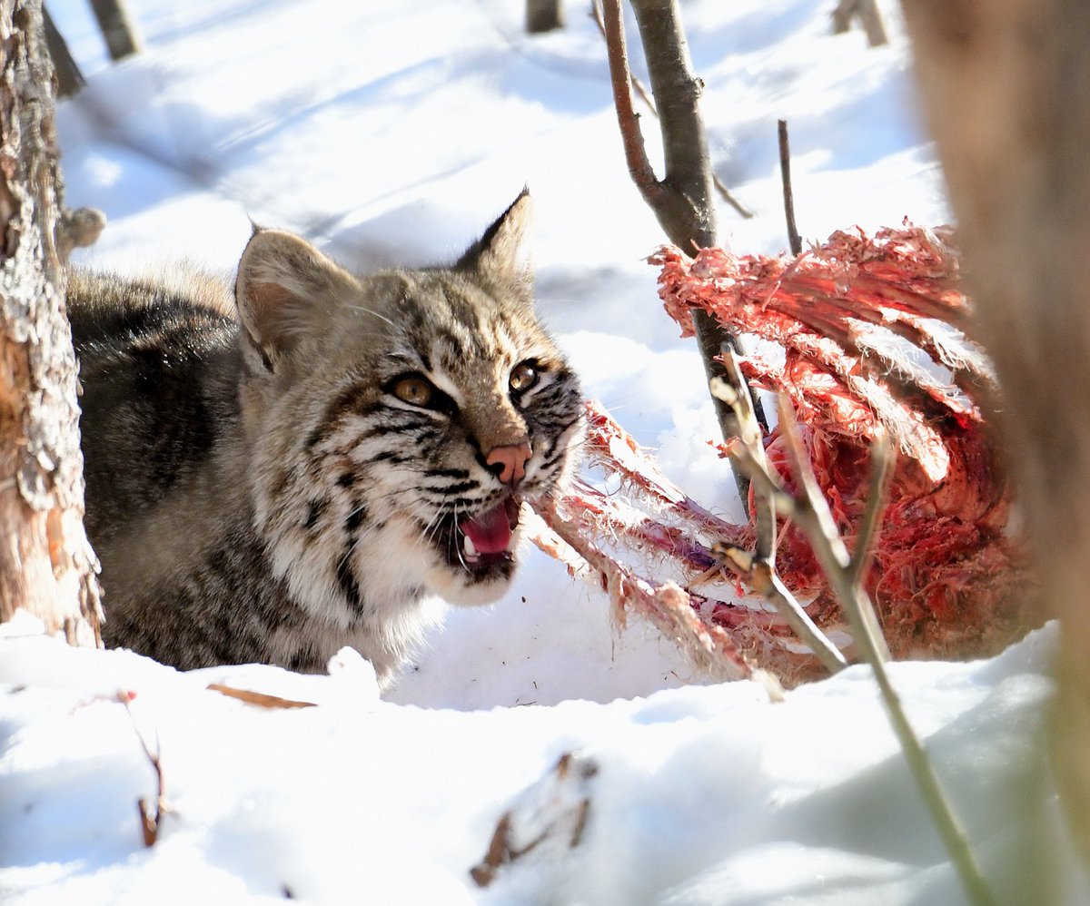 Eric Titcomb tweet media