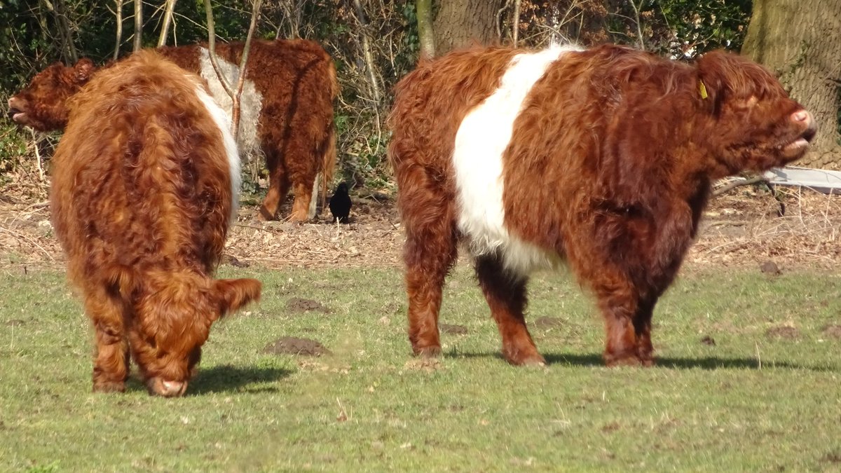 Pietsje Hannema Greidanus tweet media