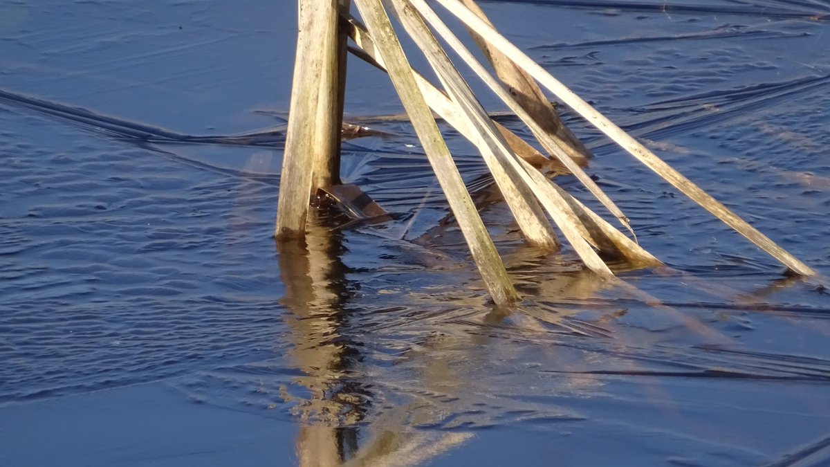 Pietsje Hannema Greidanus tweet media