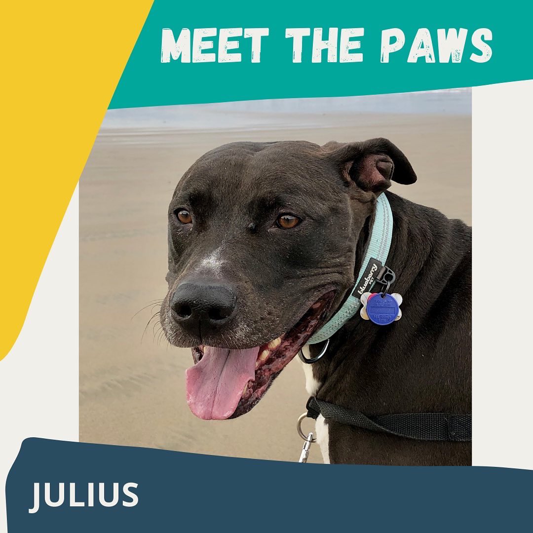 cultivatePDX's tweet photo. Meet the Paws of Cultivate Initiatives!🐾
This is Julius. He is a 9 year old pit bull who likes road trips, snacks, short walks on the beach, and napping in the sunshine☀️
#pdxpets #cultivateinitiatives #cultivatepets #meetthepaws https://t.co/XHjnJFgKqB