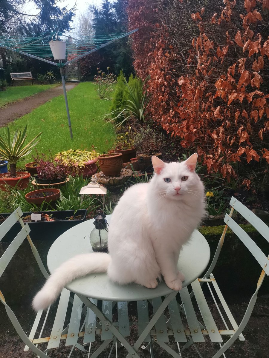 lazyperfection's tweet photo. Ready for the weekend! #catsoftwitter #whitecat #notevenourcat #parttimecat #cat #posingcat #catsontables #catsinthegarden https://t.co/ODOQBpb5Ns