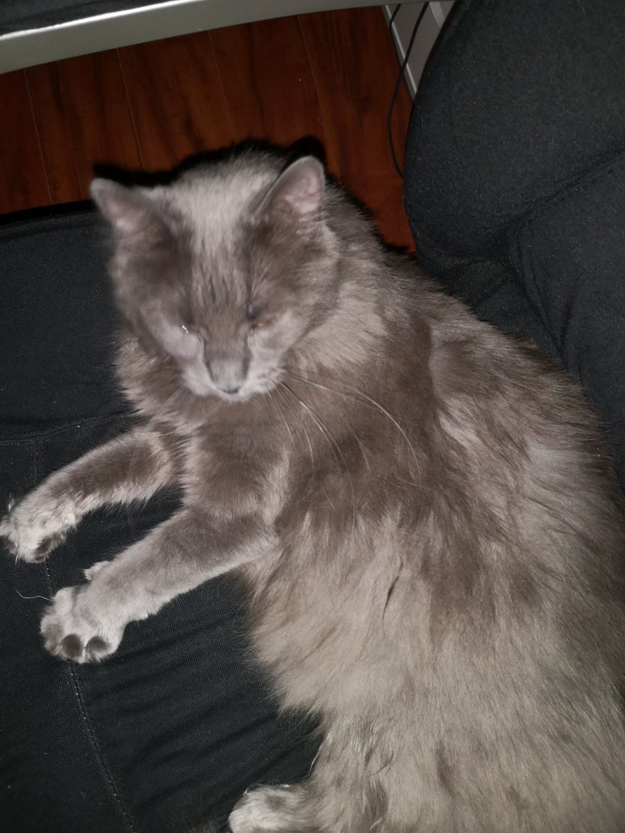 CutestKittyMika's tweet photo. I think I woke her up https://t.co/Bc6rw9vDmU