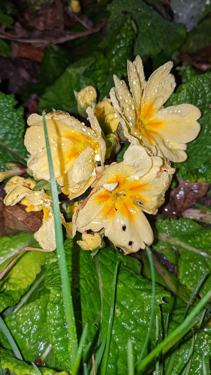 It's so wet outside
Will I ever see my garden in daylight again?