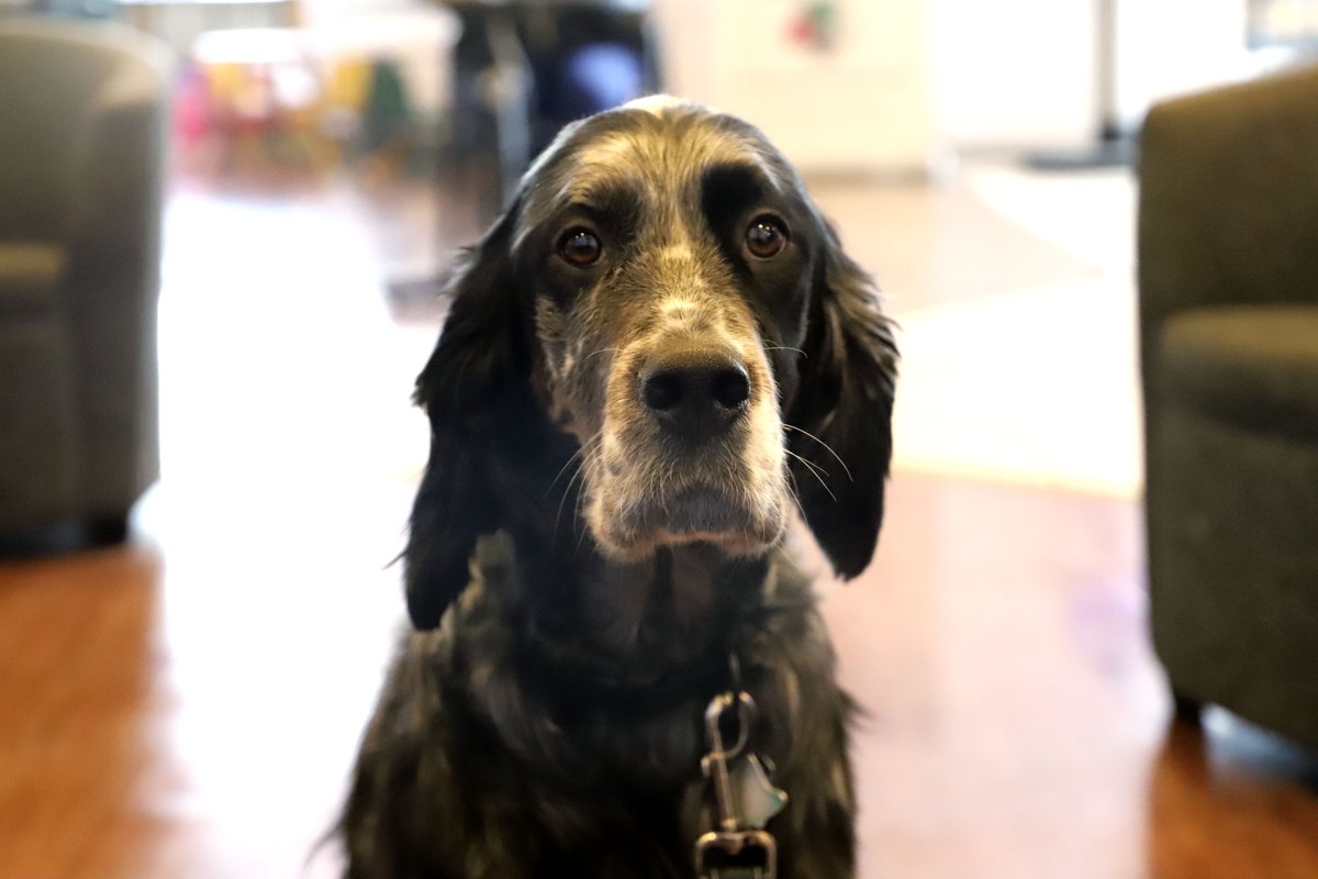 WildeETHonda's tweet photo. Meet Toad, our Pet of the Week!
Toad is a 3-year-old English Setter who loves daycare and hunting pheasants. He also loves riding in the backseat of his dad's Honda Ridgeline!
And check out the awesome coloring Toad has!
#PetOfTheWeek #Dogspotting #DogsOfMadison #Wilde https://t.co/ASz0K0xIxL