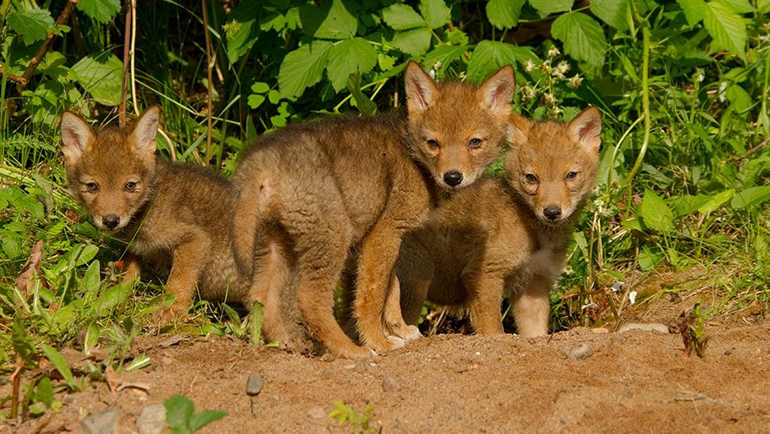 WildKingdom's tweet photo. Curious and cute. Three coyote pups emerge from their den. 

📸 : Ty Smede Photography #CubFriday #FridayFeeling #MutualofOmaha #WildKingdom https://t.co/yQ5Gji7X1x