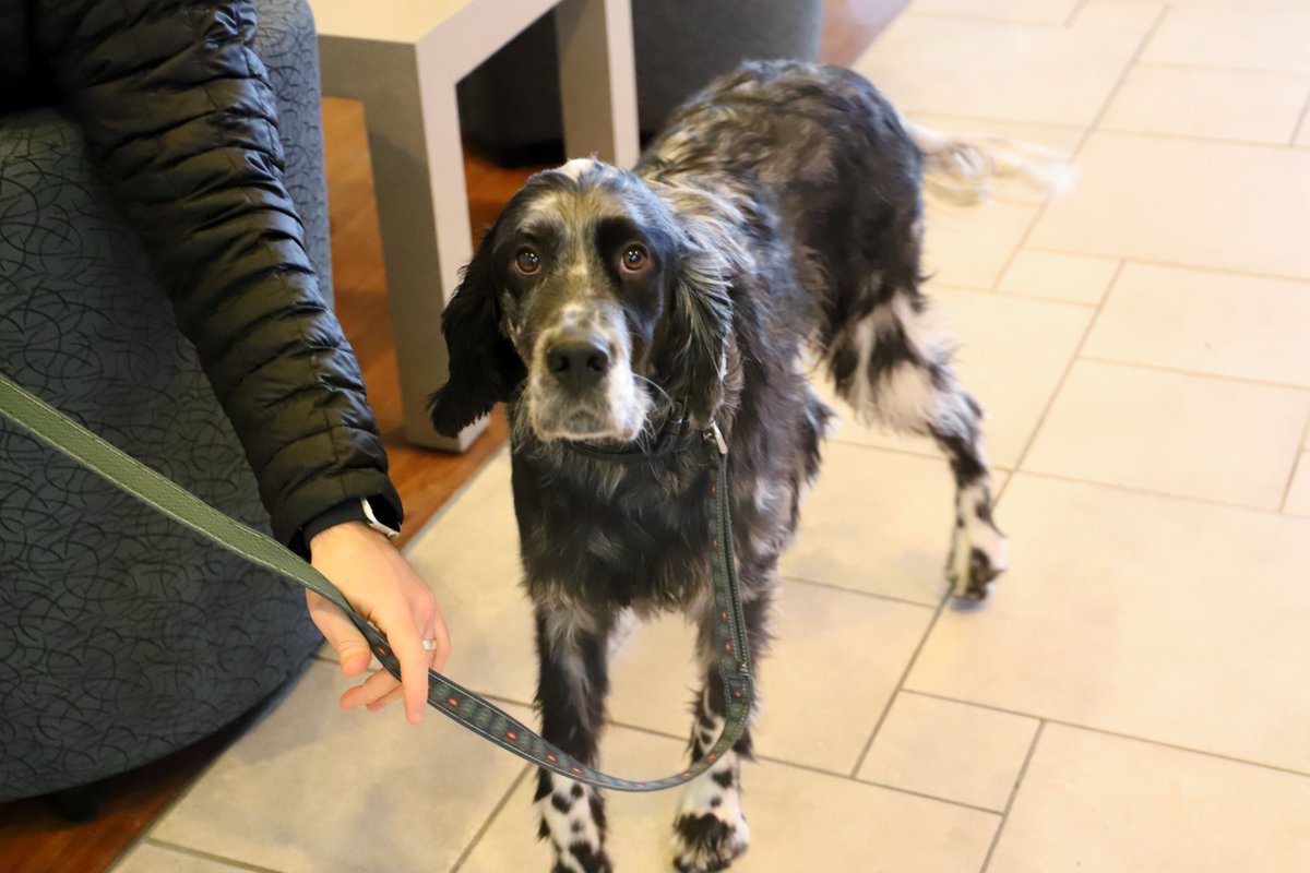 WildeETHonda's tweet photo. Meet Toad, our Pet of the Week!
Toad is a 3-year-old English Setter who loves daycare and hunting pheasants. He also loves riding in the backseat of his dad's Honda Ridgeline!
And check out the awesome coloring Toad has!
#PetOfTheWeek #Dogspotting #DogsOfMadison #Wilde https://t.co/ASz0K0xIxL