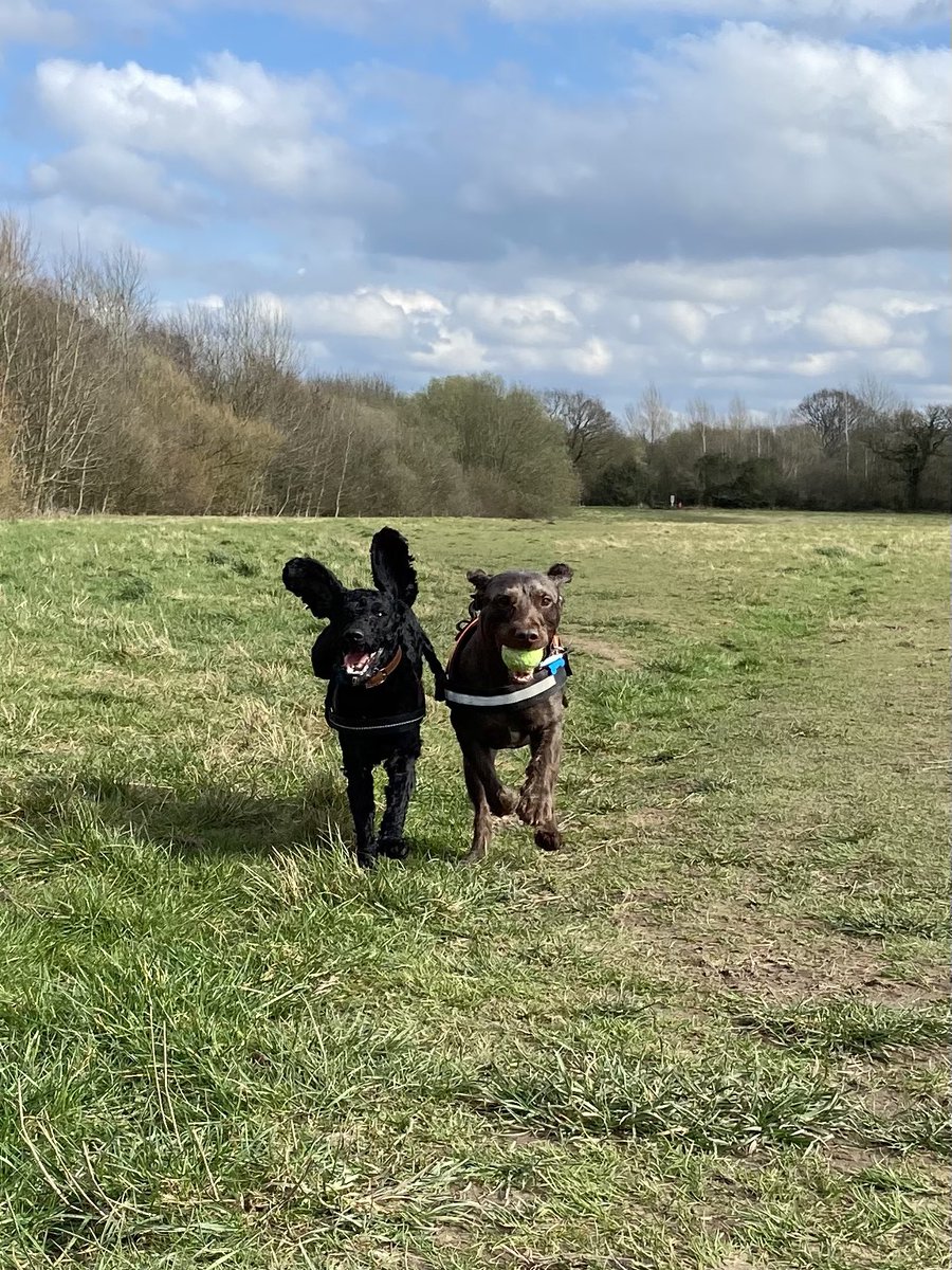 bryony_finlay's tweet photo. #Crufts Milo and Doodles in their happy place! https://t.co/ujMHm1l5M7
