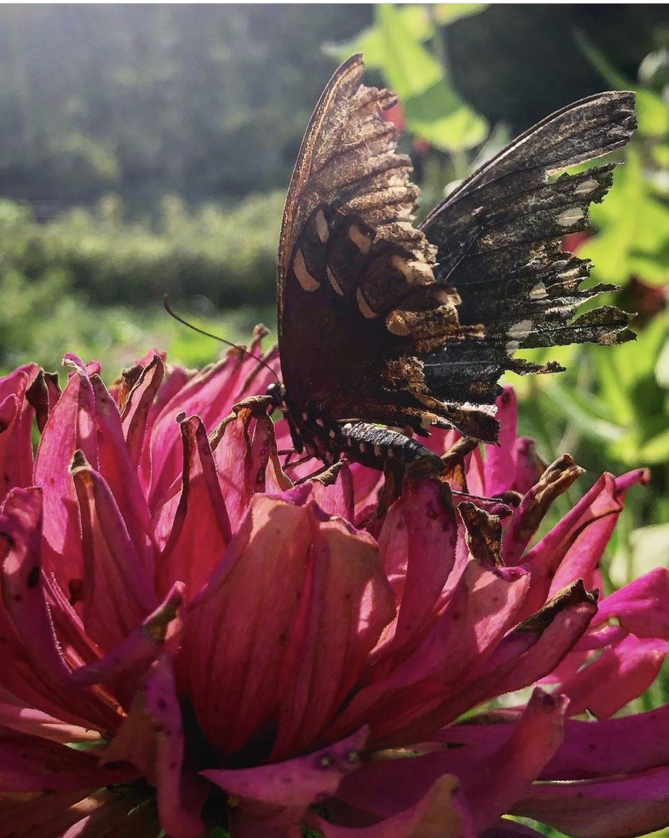 Happyholistichs's tweet photo. @RizomaSchool This butterfly has been through some things but she will not give up https://t.co/IIIA6bbBcb