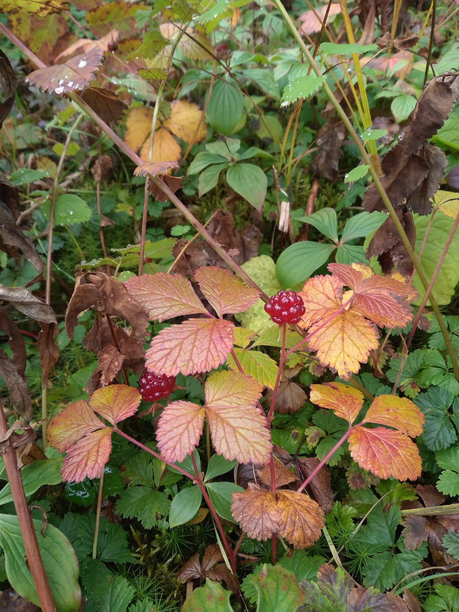 ChugachForestAK's tweet photo. #ChugachNF is seeking a Vegetation Program Manager GS-408/430-11/12. Position provides oversight &amp; leadership to several program areas including vegetation ecology, botany, invasive plants, timber &amp; hazardous fuels. https://t.co/GRVMHdzG8u - closes March 22.  
Photos: Amanda Goss https://t.co/cGC7KDZO9P