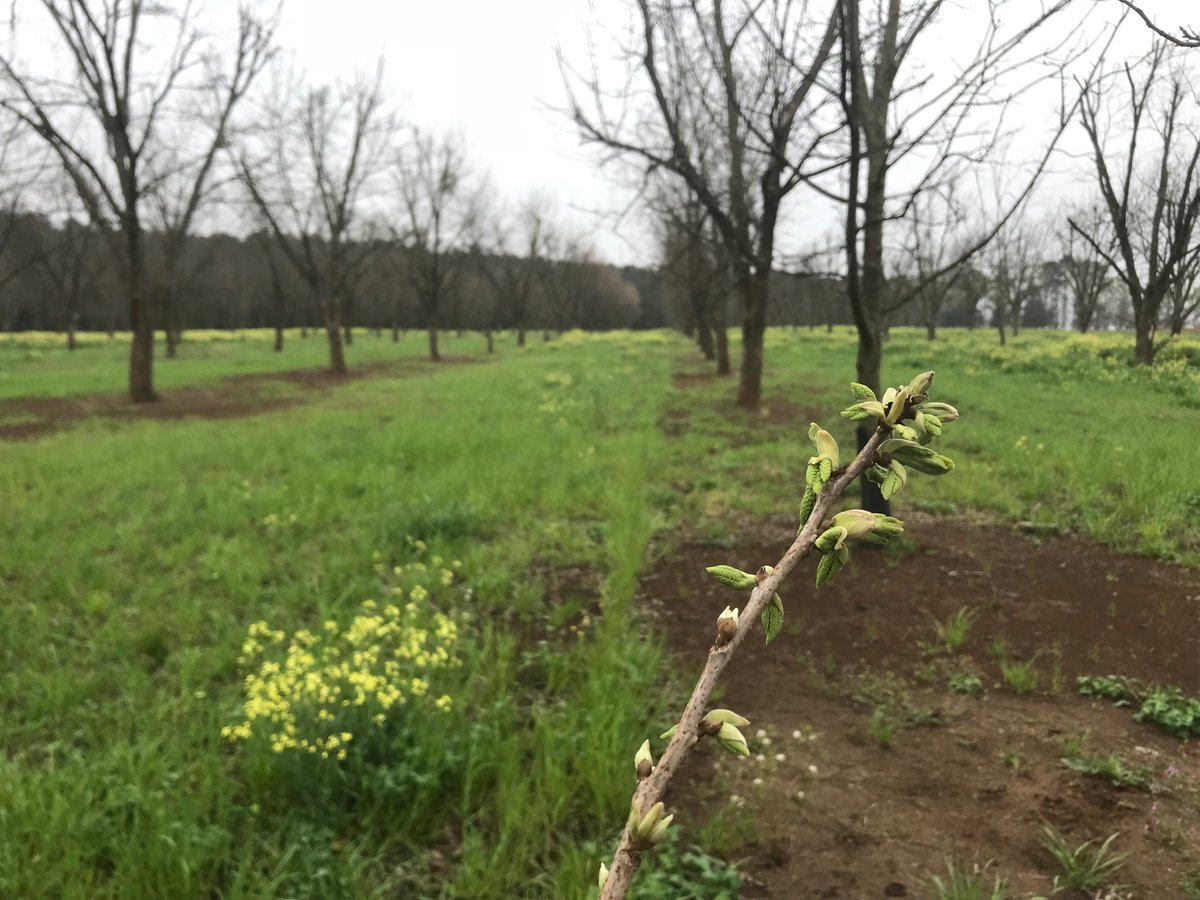 This is not what I want to see ahead of a forecast of 25 degrees

Fortunately, budbreak occurs from the bottom up and it looks as though only the lowest limbs are this far along. Most of the canopy has buds still tightly closed or only the outer scale splitting