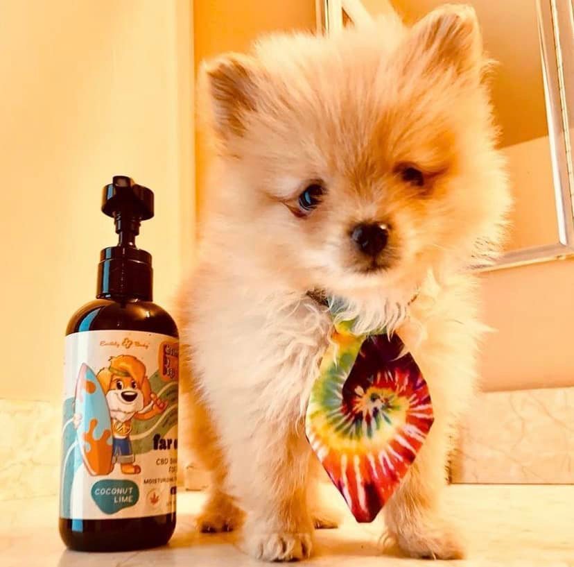 ChosenByDogsCBD's tweet photo. Chosen By Dogs "Far Out" moisturizing shampoo for dogs:
🐾Moisturizes fur with cbd &amp; hemp seed oils
🐾Softens coat, adds shine
🐾Freshens with coconut lime fragrance
🐾Naturally gentle ingredients
🐾THC-Free / non-psychoactive

Model:  Carmel https://t.co/kOVf8FXgNK