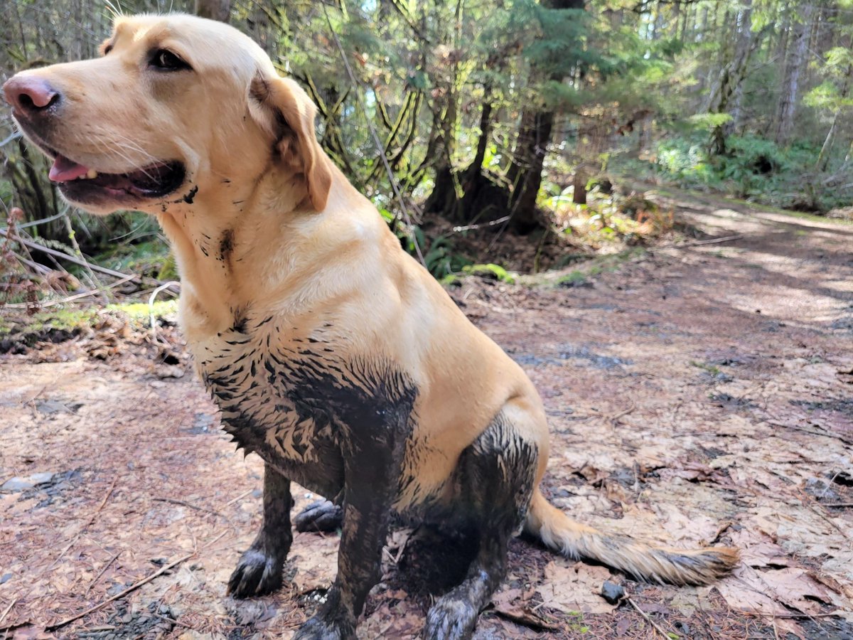 Phoebe is doing her best impression of a chocolate-dipped lab.

#logging #Forestry #forestdog #corvallisoregon #fourleggedfriend