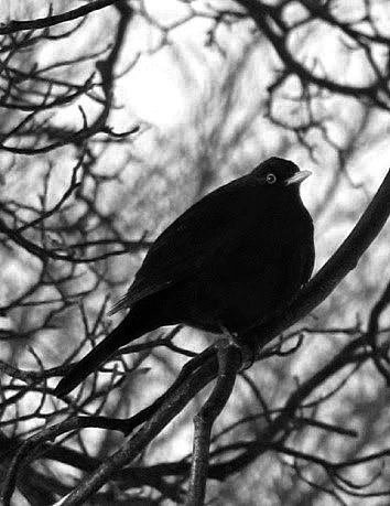 KittiwakeRock's tweet image. Love this time of year, when I can stand at the door once the hums of traffic have died down and all I can hear, is the
 gentle rain and the evening songs of Blackbirds. 
#Spring #SoundsOfSpring.