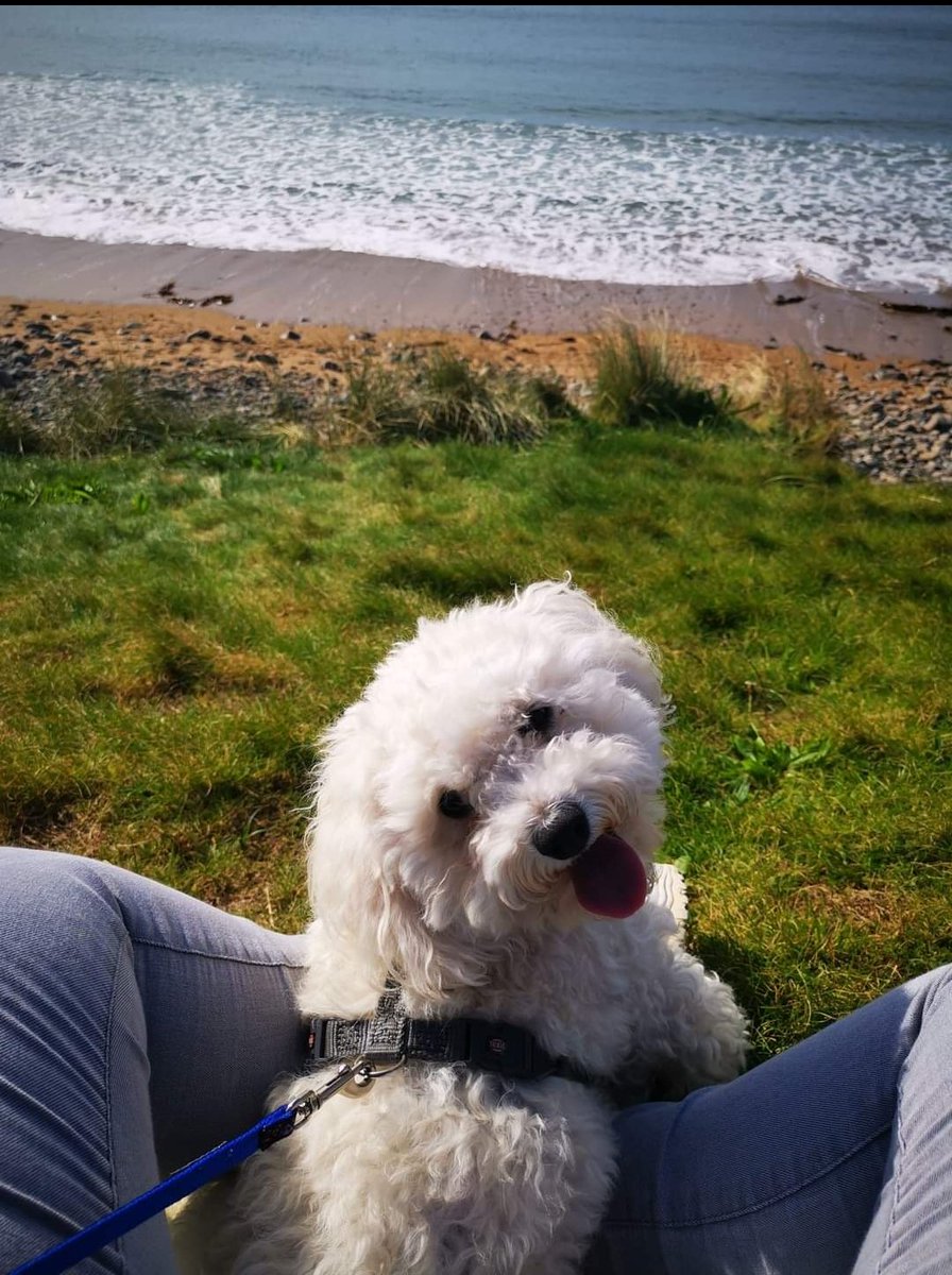 AMANDAMCMAHON8's tweet photo. Eric on his holibobs #cruffs #crufts https://t.co/wcugCtSBHu